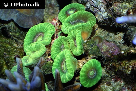 Caulastrea Candy Cane 2-3 hoveder